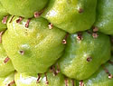 [photo of developing fruit]