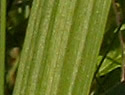 [photo of leaves]