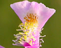 [photo of flowers]