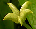 [photo of fruit]