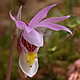 [photo of Fairy Slipper]