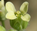 [photo of flowers]