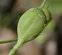 [photo of fruit]