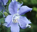 [photo of flowers]