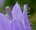[photo of flowers]