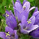 [photo of Bristly Bellflower]