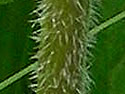 [photo of stem leaves]