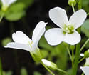 [photo of flowers]