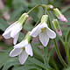[photo of Cutleaf Toothwort]