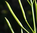 [photo of fruit]