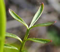 [photo of upper stem leaves]