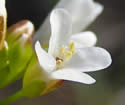 [photo of flowers]