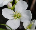 [photo of flowers]