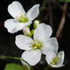 [photo of Cuckoo Flower]