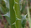 [photo of stem]