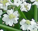 [photo of flowers]