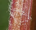 [photo of stem]