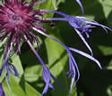 [photo of flower]