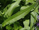 [photo of leaves]