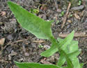 [photo of basal rosette]