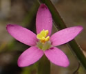 [photo of flowers]