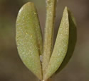 [photo of stem and upper stem leaves]
