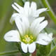 [photo of Short-stalked Chickweed]