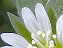 [photo of flowers]