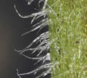 [photo of stem hairs]
