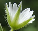 [photo of sepals]