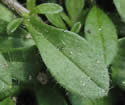 [photo of leaves]