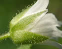 [photo of sepals]