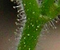 [photo of leaves]