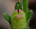 [photo of fruit]