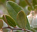 [photo of leaves]