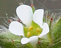 [photo of flowers]