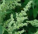 [photo of flower clusters]