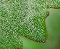 [photo of white-mealy leaf]