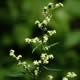 [photo of Lamb's-quarters]