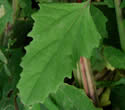 [photo of leaves]