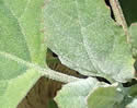 [photo of white-mealy leaves]