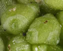 [photo of developing fruit]