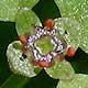 [photo of American Golden Saxifrage]