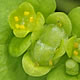 [photo of Iowa Golden Saxifrage]