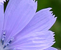 [photo of flowers]
