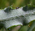 [photo of leaves]