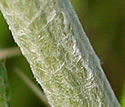 [photo of stem]