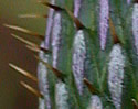 [photo of flowers]