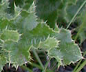 [photo of leaves]
