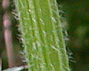 [photo of leaves]